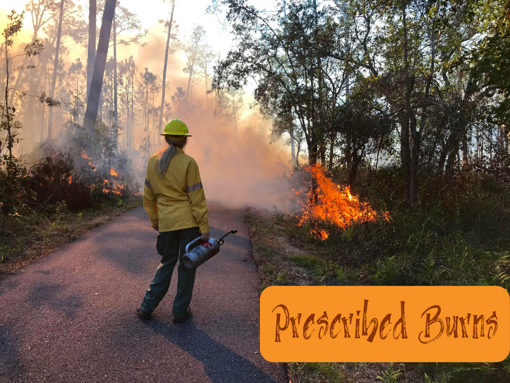 Prescribed Burn Program at Gulf State Park