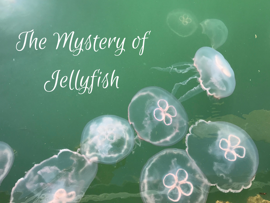 The Mystery of Jellyfish Program at Gulf State Park