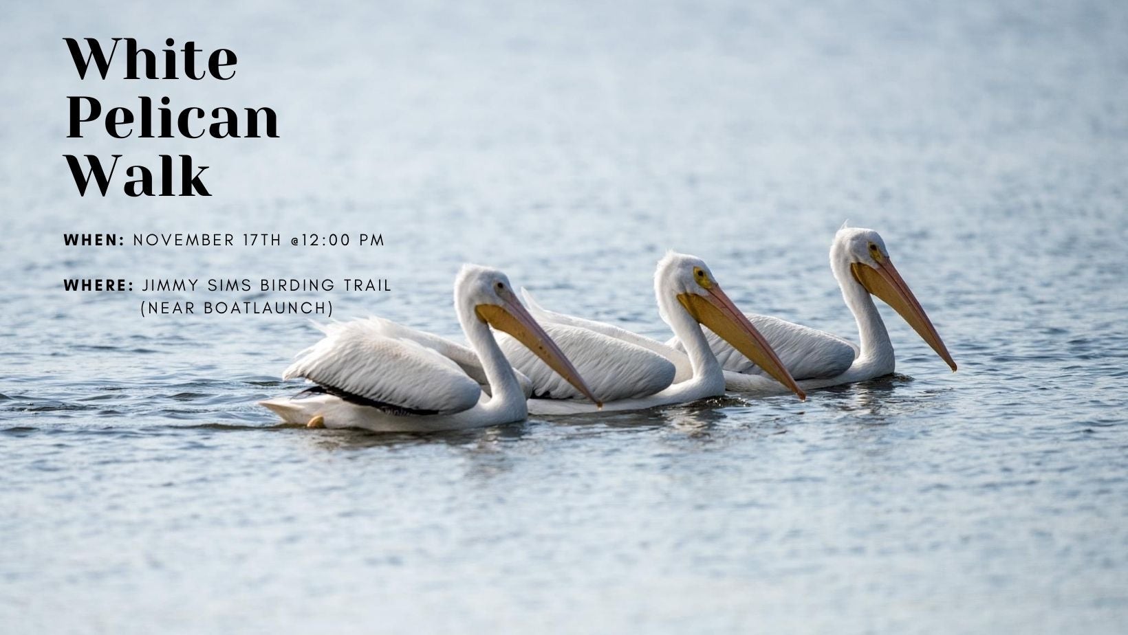 White Pelican Walk