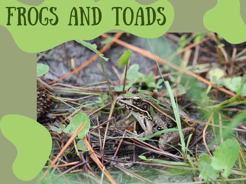Frogs and Toads Program at Gulf State Park