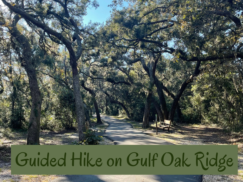 Guided Nature Walk on Gulf Oak Ridge Program at GSP