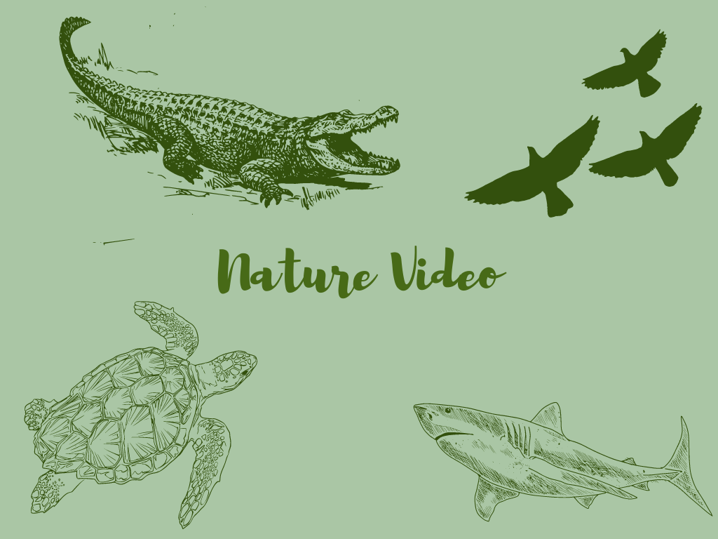 Nature Video Program at Gulf State Park