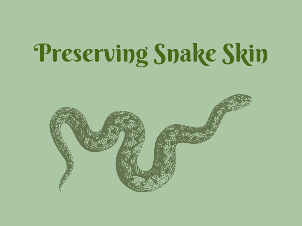 Preserving Snake Skin Program at Gulf State Park