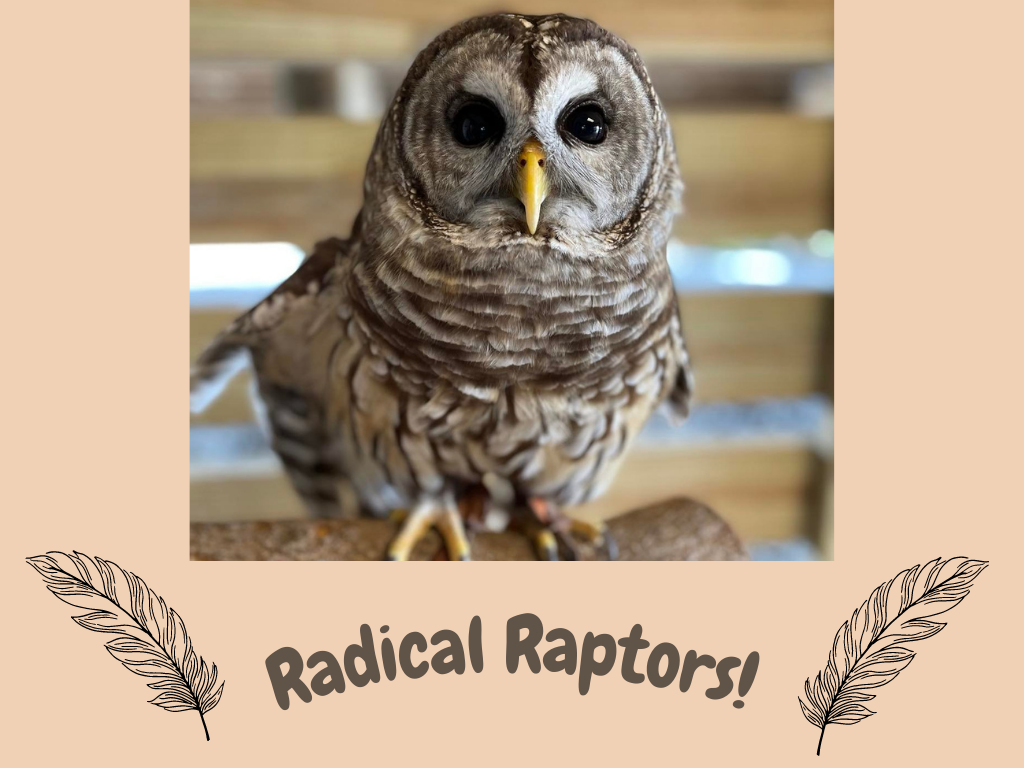 Radical Raptors The Barred Owl Program at Gulf State Park
