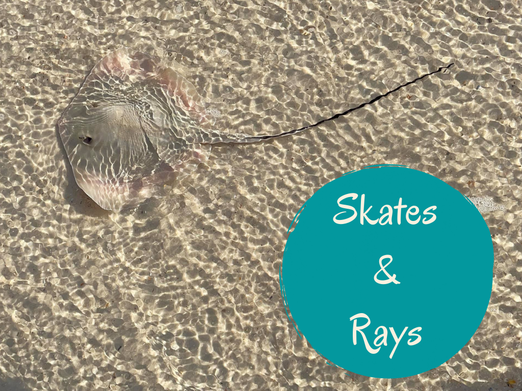 Skates and Rays Program at Gulf State Park
