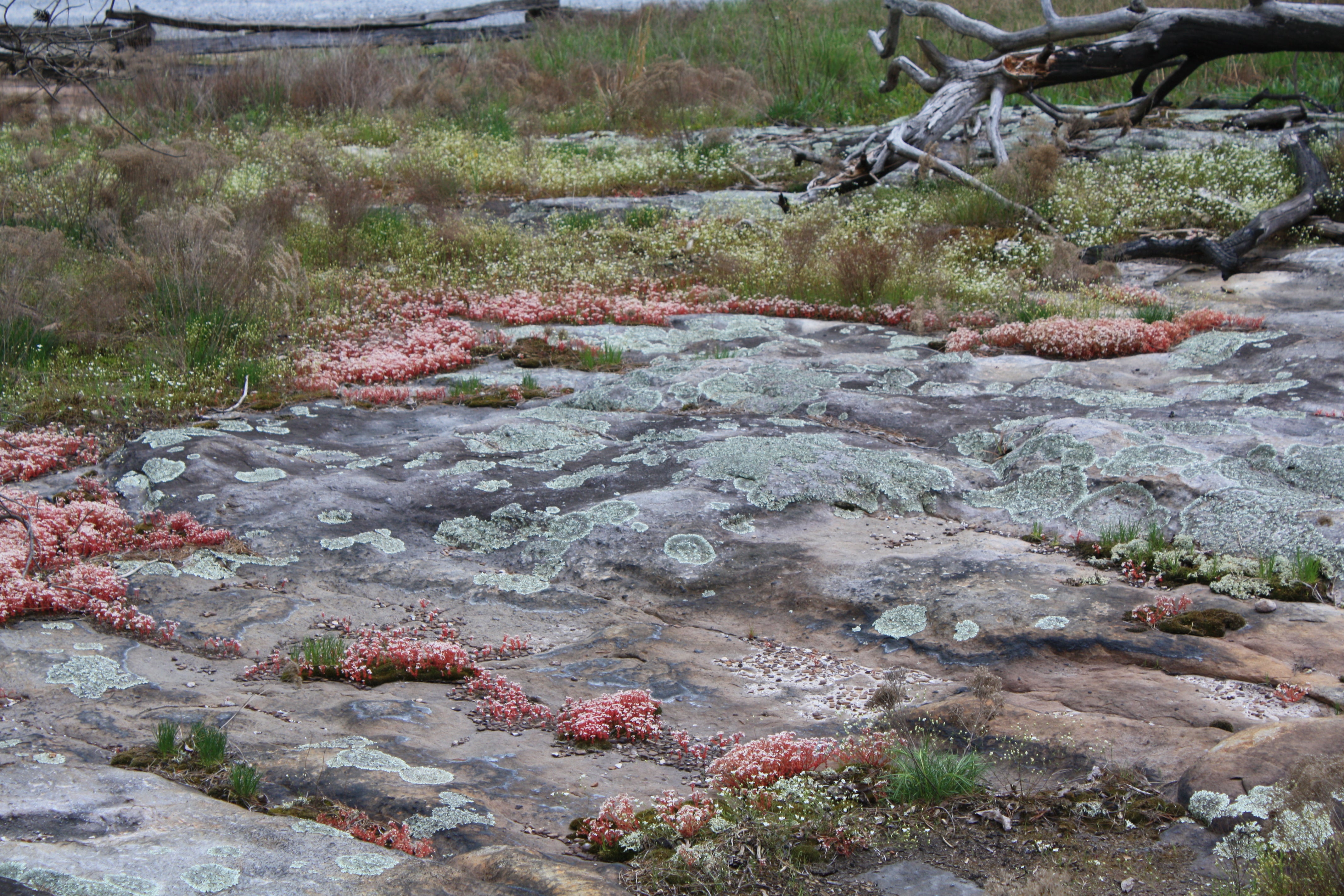 Sandstone Glades on Lookout Mountain