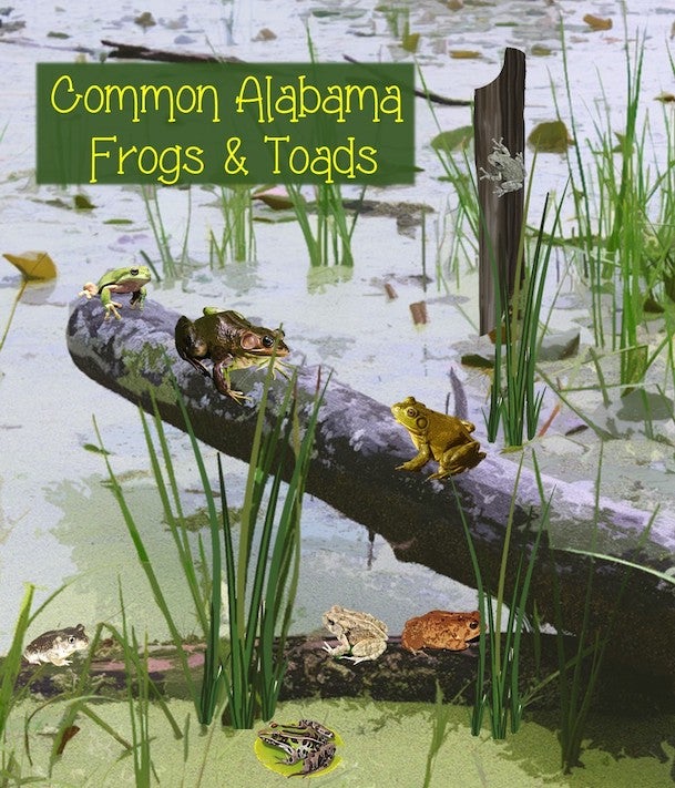 Common Alabama Frogs &amp; Toads