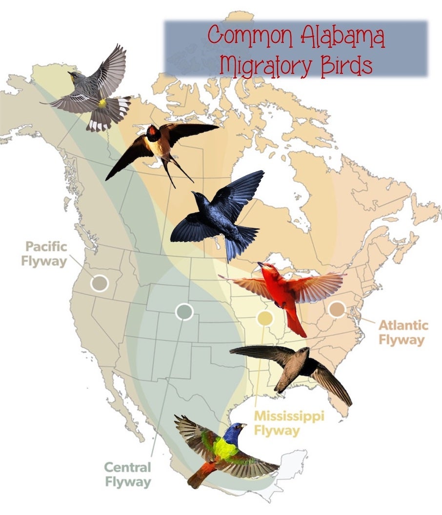 Common Alabama Migratory Birds