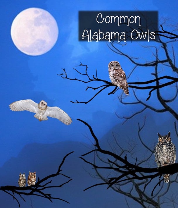 Common Owls of Alabama