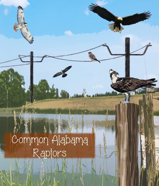 Common Alabama Raptors