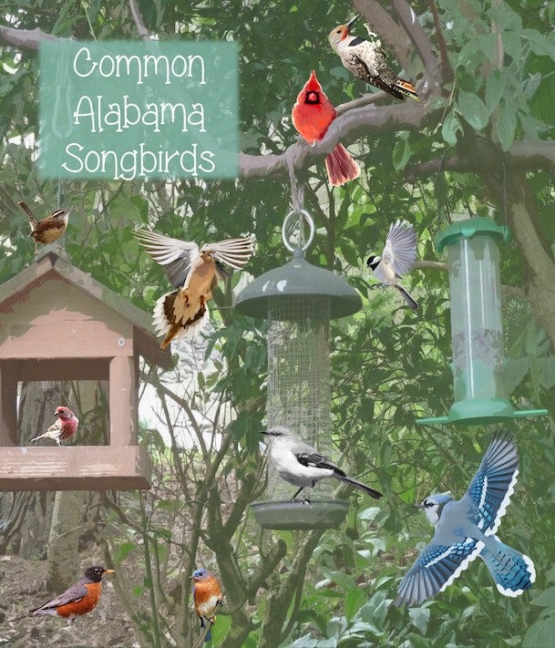 Common Alabama Songbirds