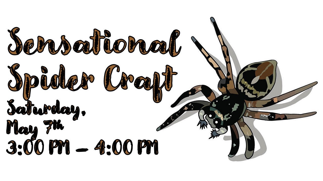 Sensational Spider Craft 