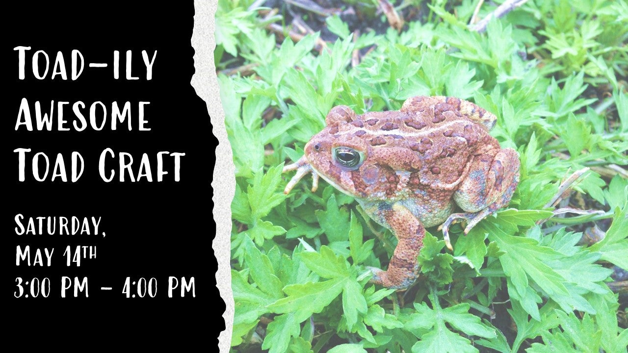 toad