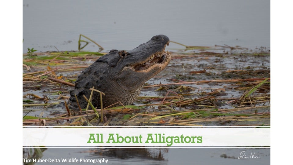 All About Alligators- Alligator sticking its head out of the water