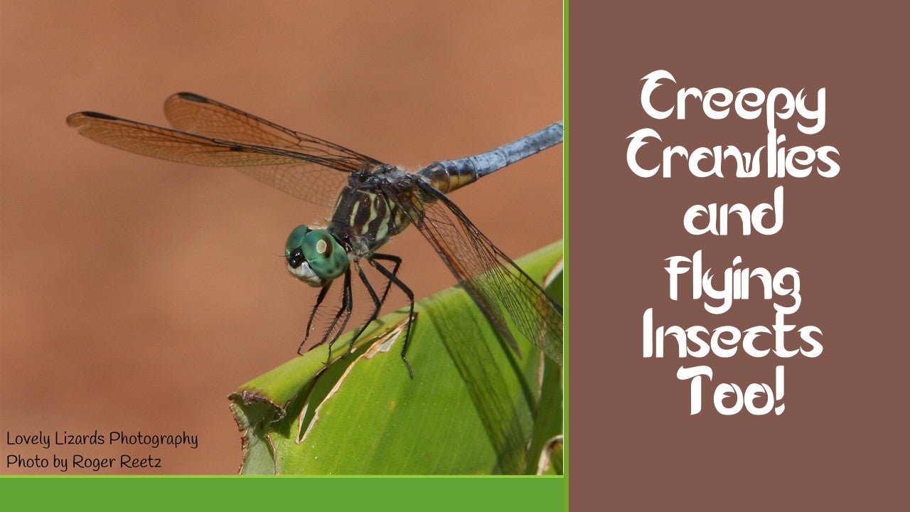 Creepy Crawlies and Flying Insects Too! June 11 2022