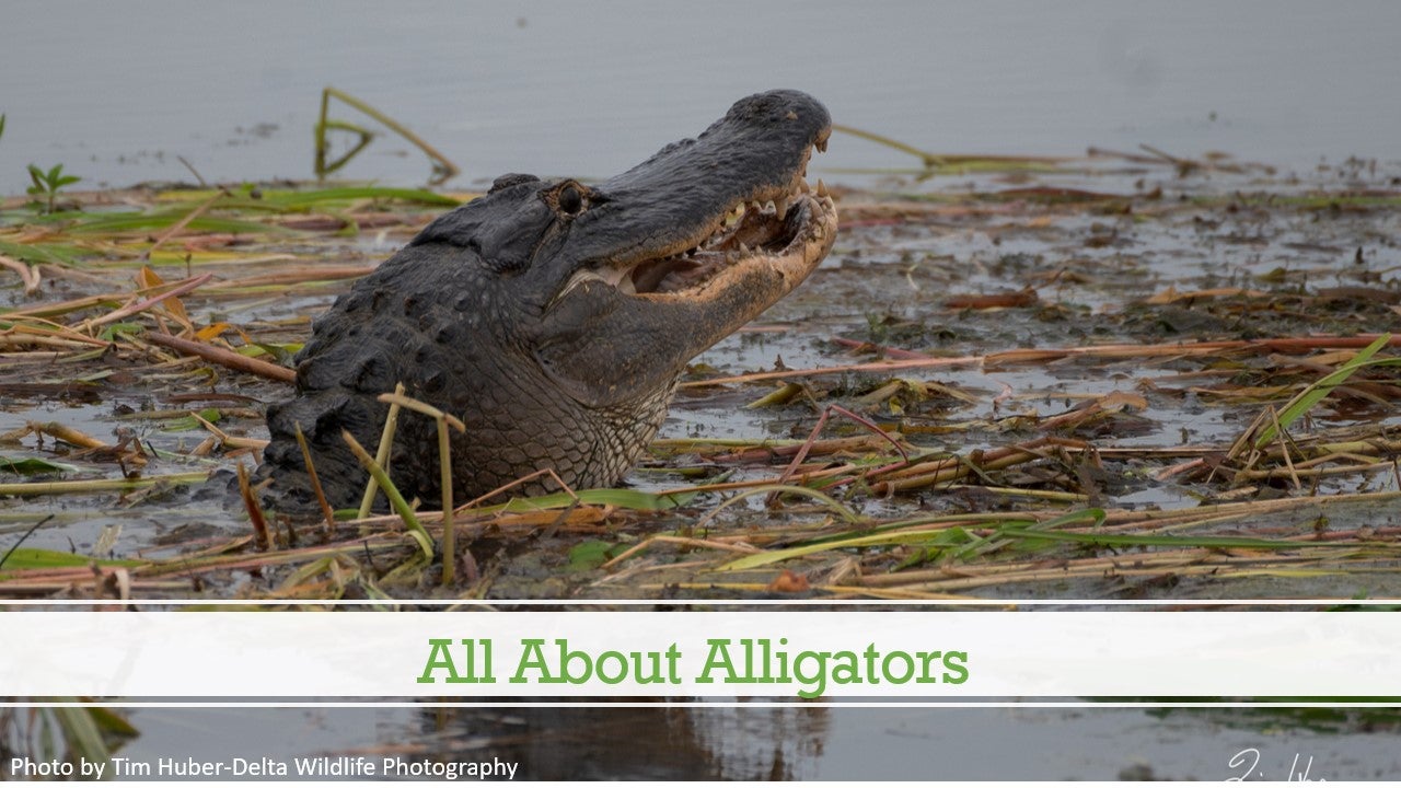 Alligator poking head out of water- All About Alligators Program