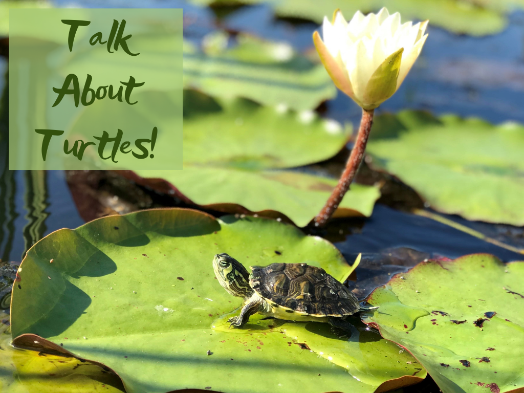 Talk About Turtles Program at Gulf State Park