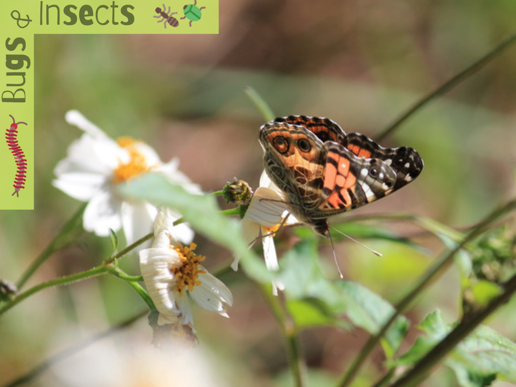 Bugs and Insects Program at GSP