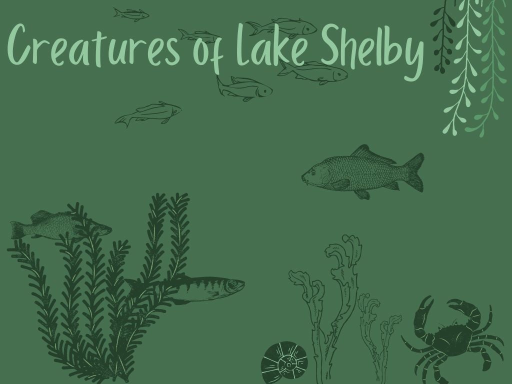 Creatures of Lake Shelby Program at GSP