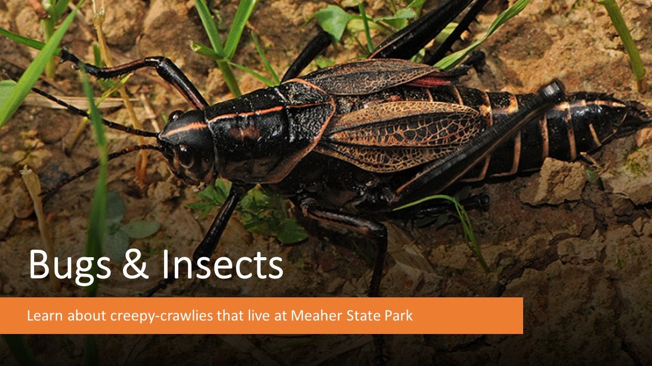 Eastern Lubber Grasshopper Bugs and Insect Program Flyer