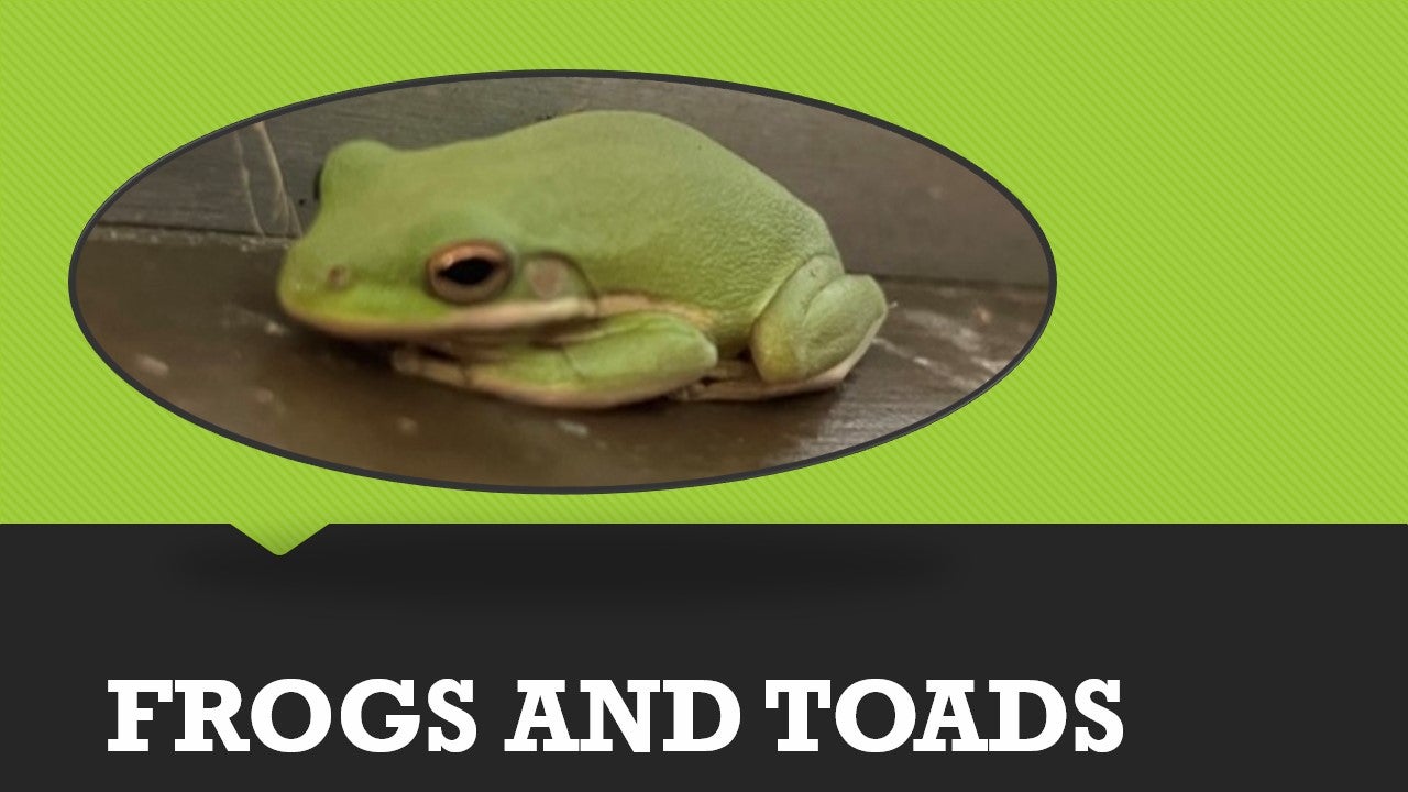 Green Treefrog 