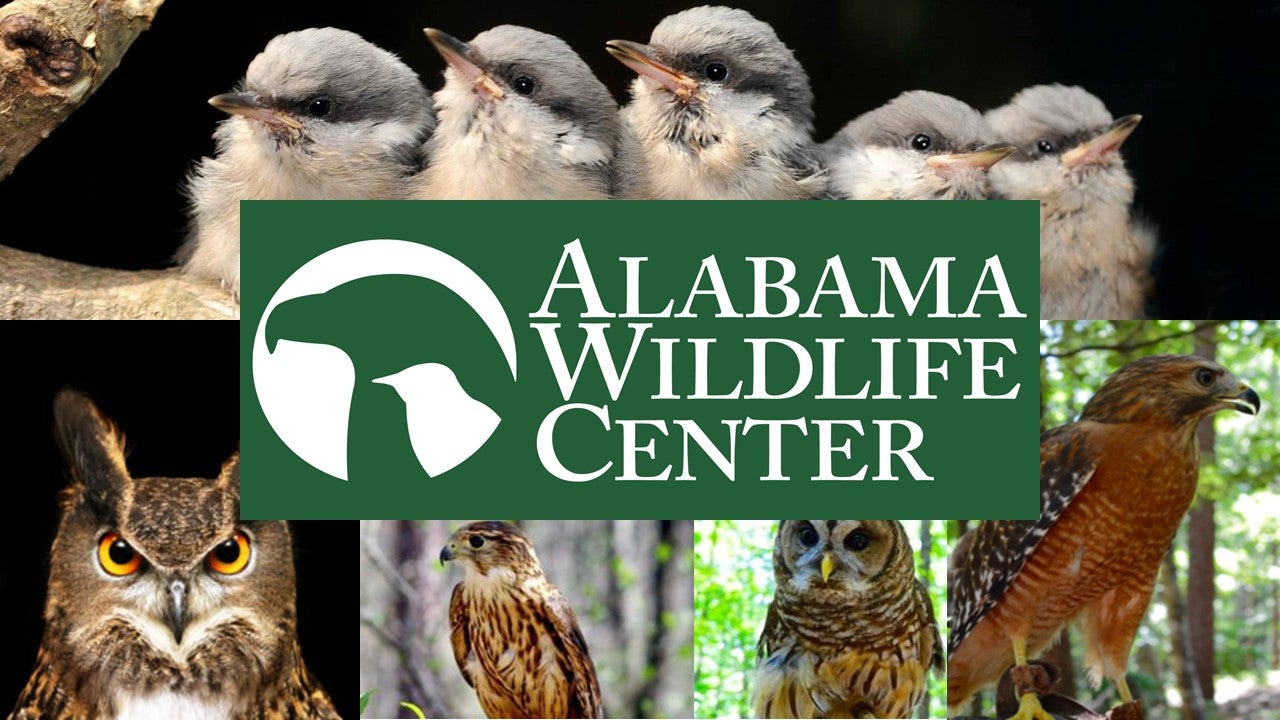 Alabama Wildlife Center  Alapark