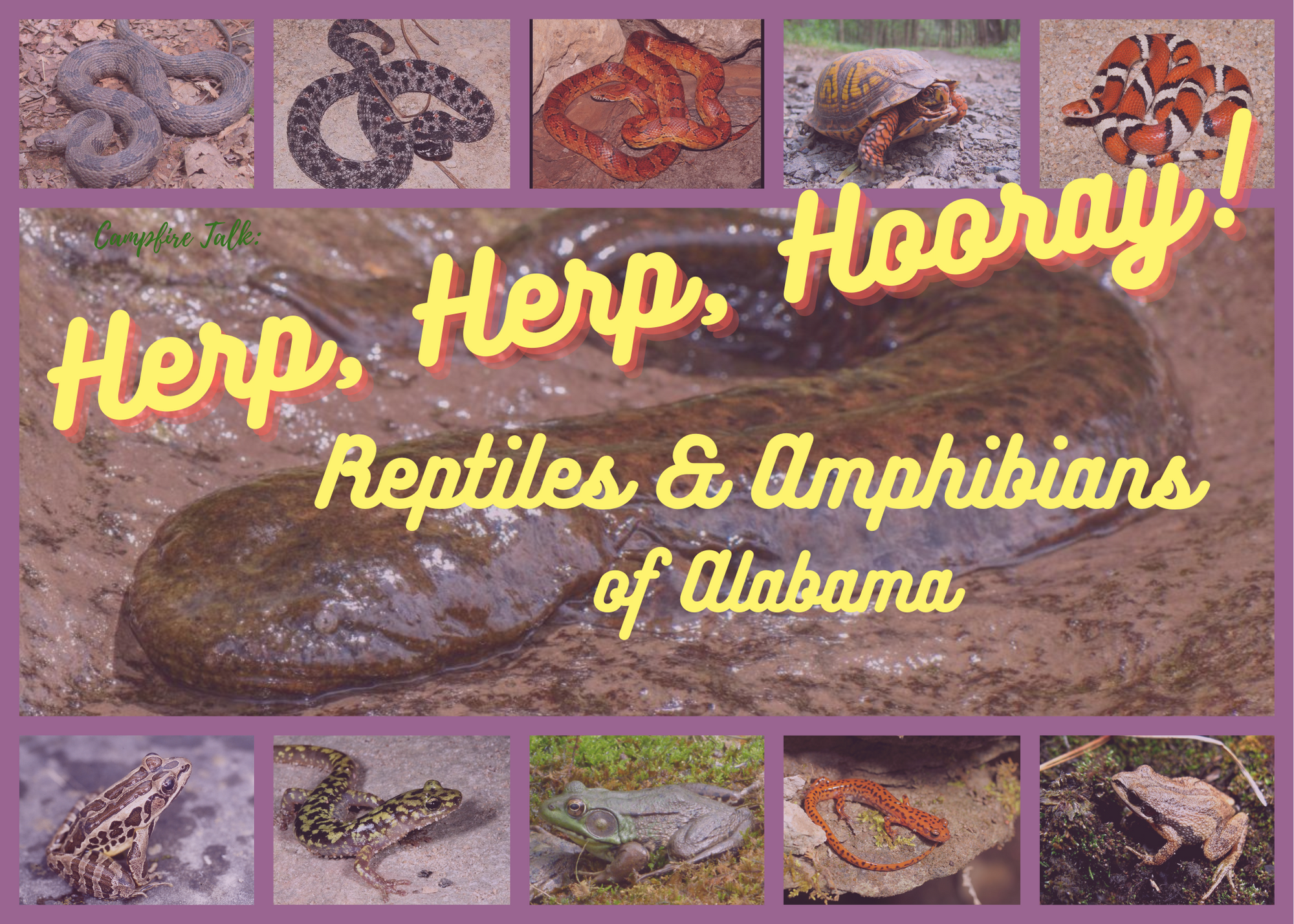 DSP Herps