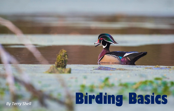 LGSP Birding Basics