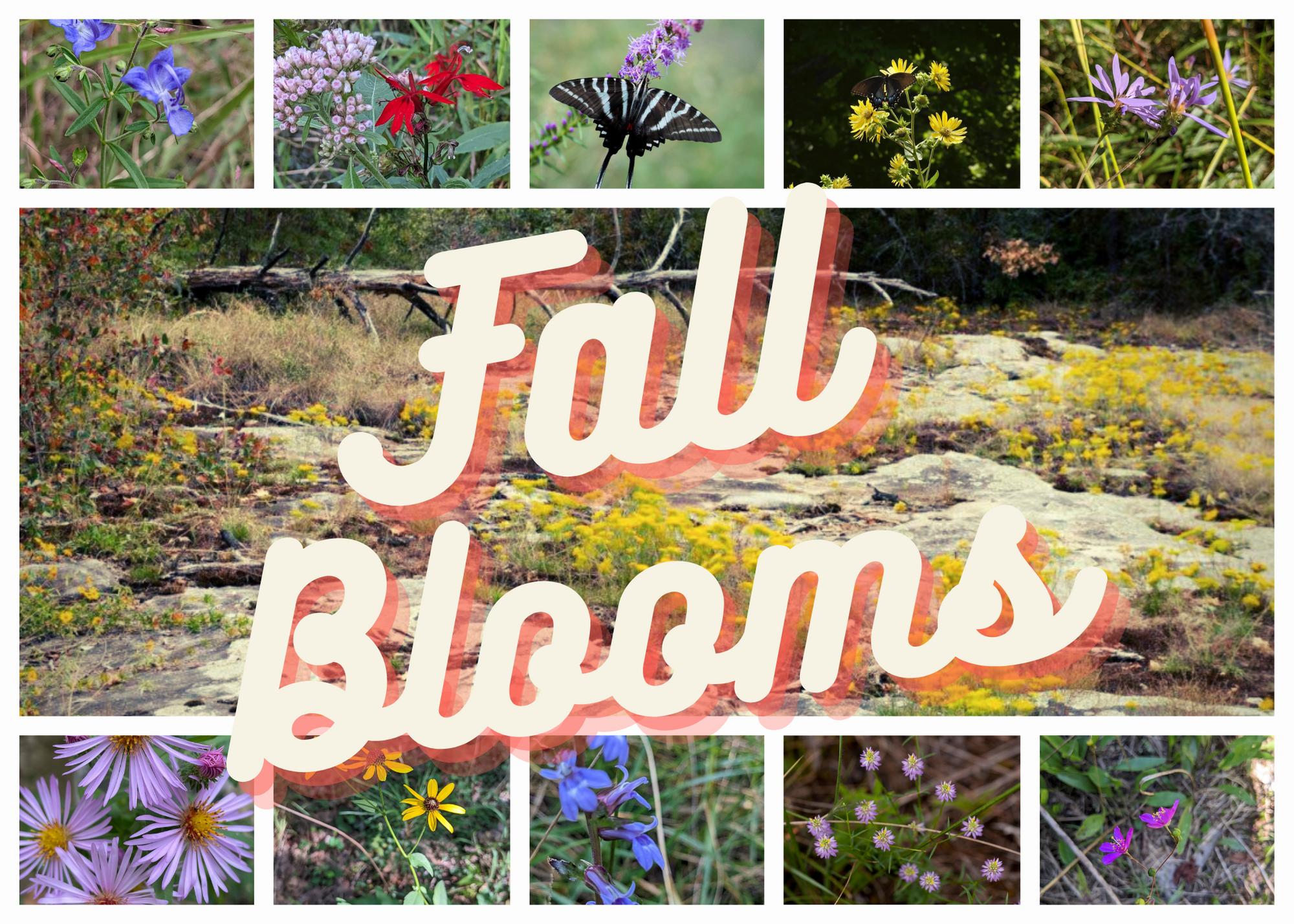 DSP Fall Blooms