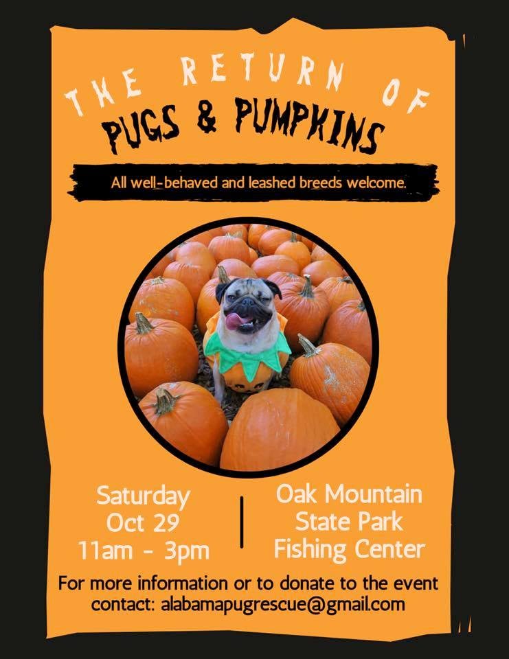 Pugs and Pumpkins