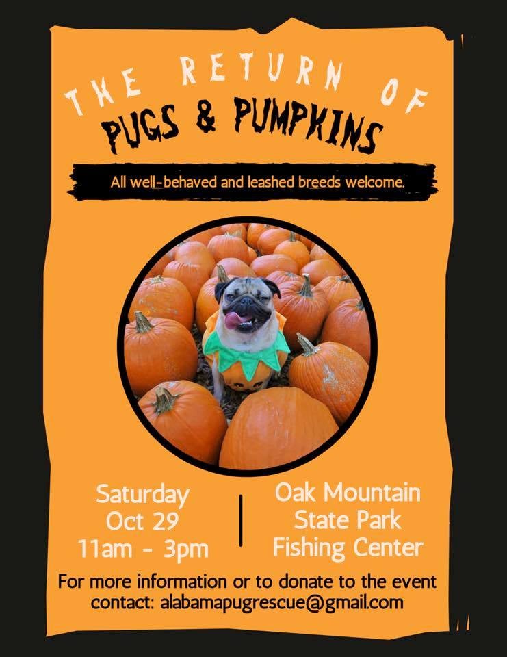 Pugs and Pumpkins 