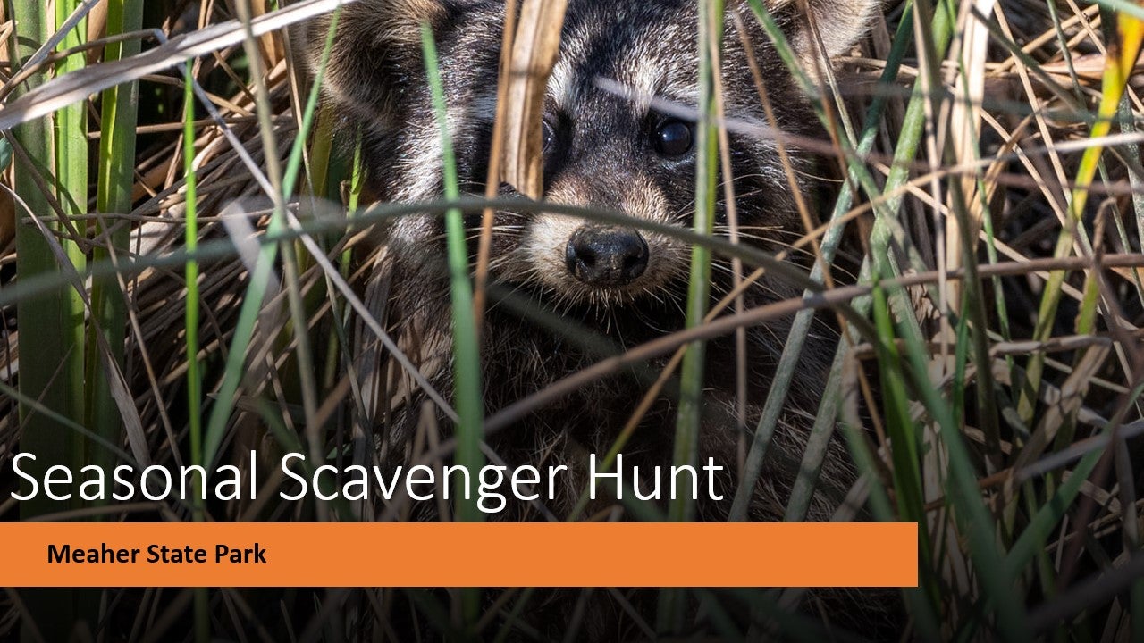 Seasonal Scavenger Hunt