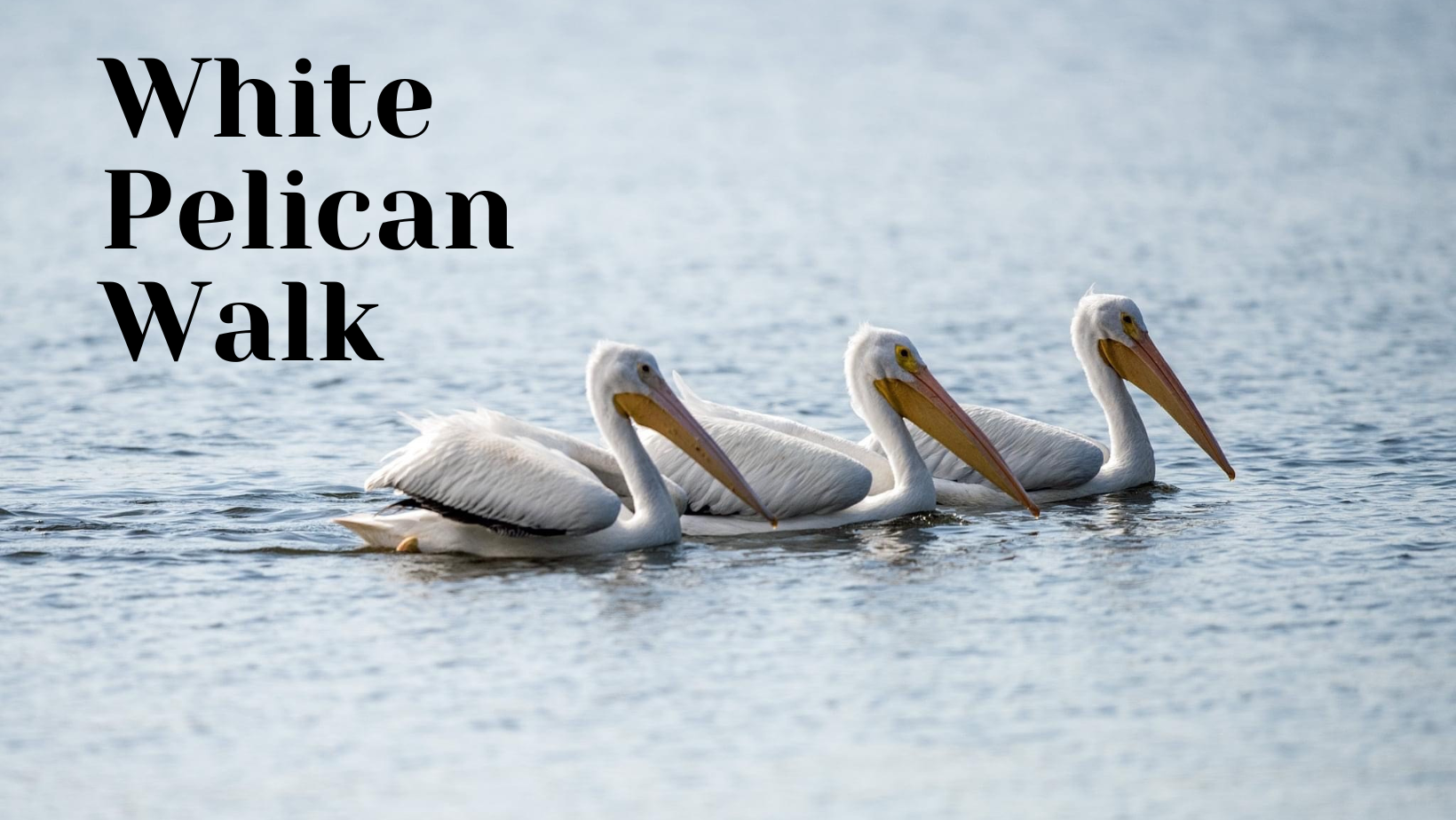 White Pelican Walk
