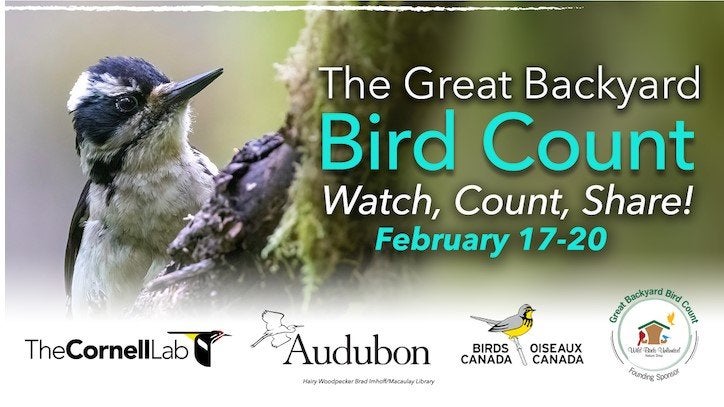 The Great Backyard Bird Count 2023