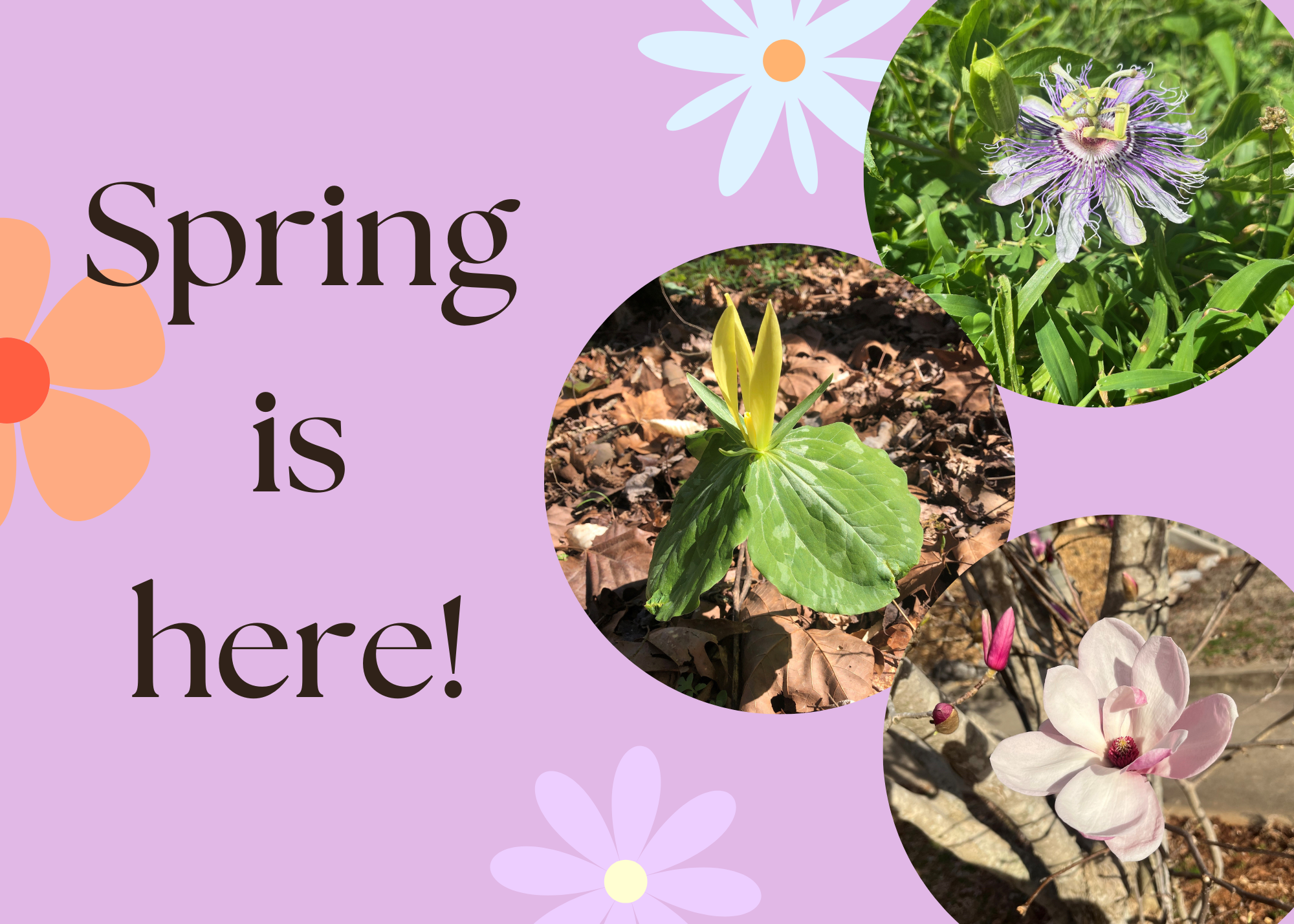 lgsp Spring