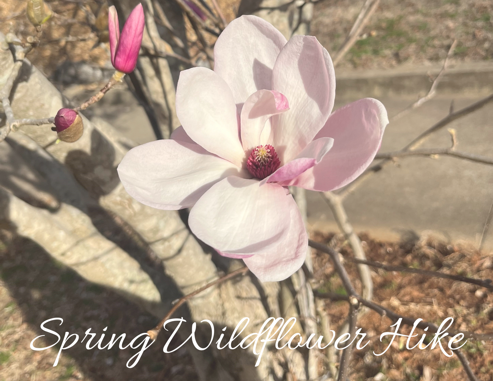 LGSP Spring Wildflower Hike