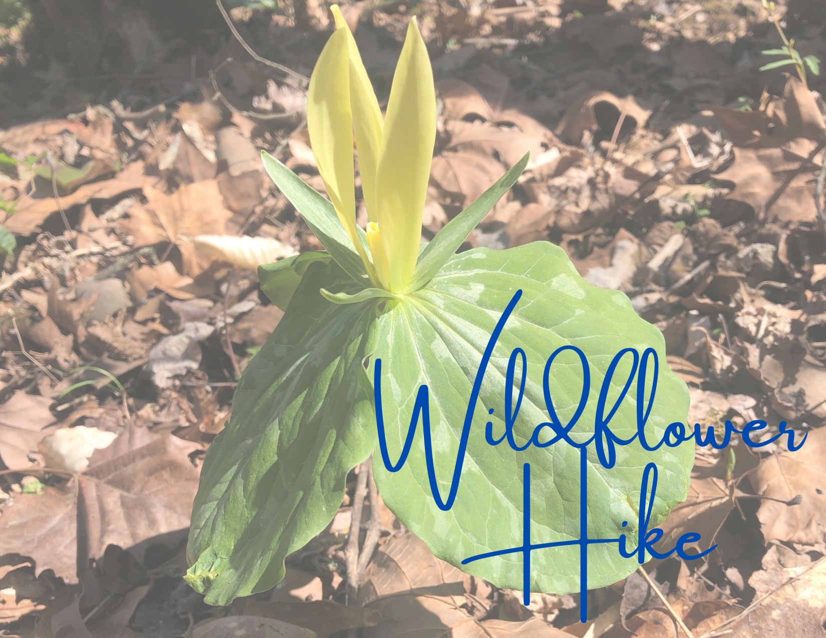 lgsp wildflower hike