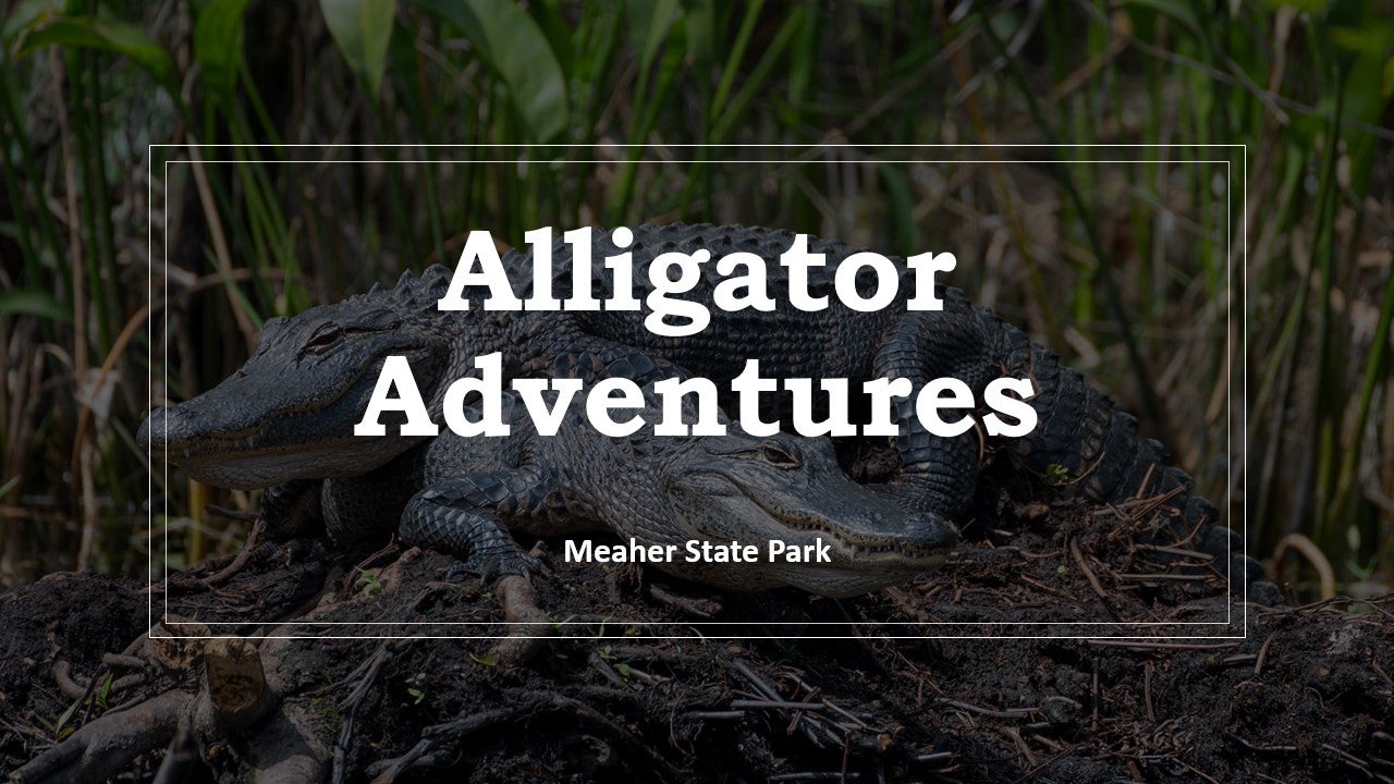 Alligator Adventures