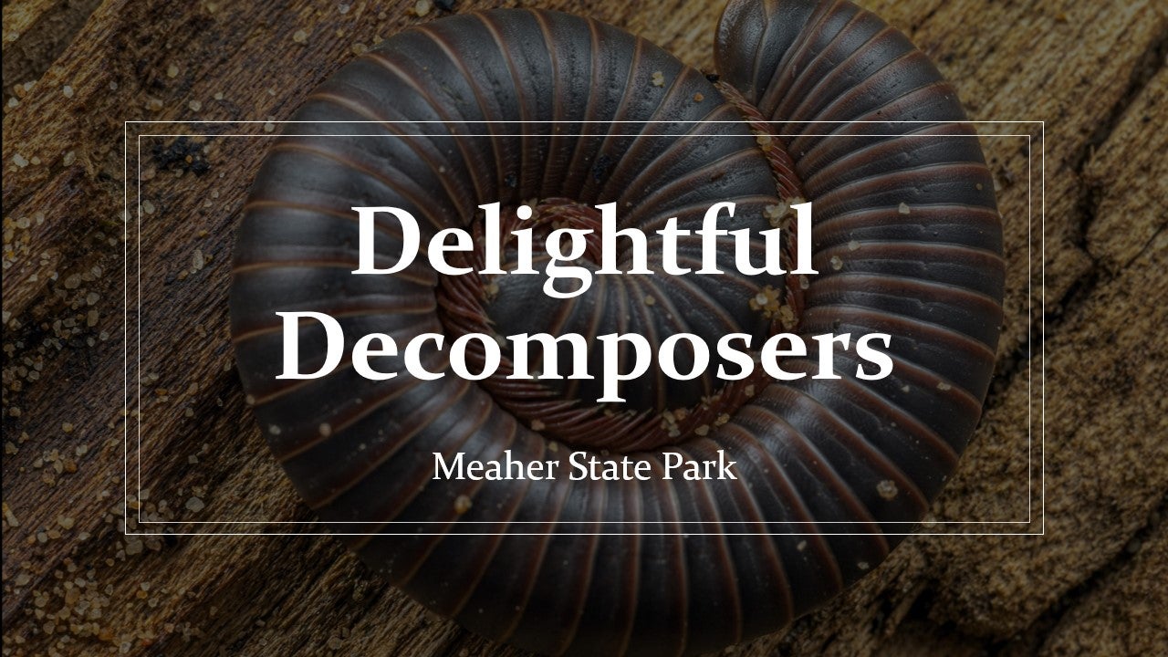 Delightful Decomposers