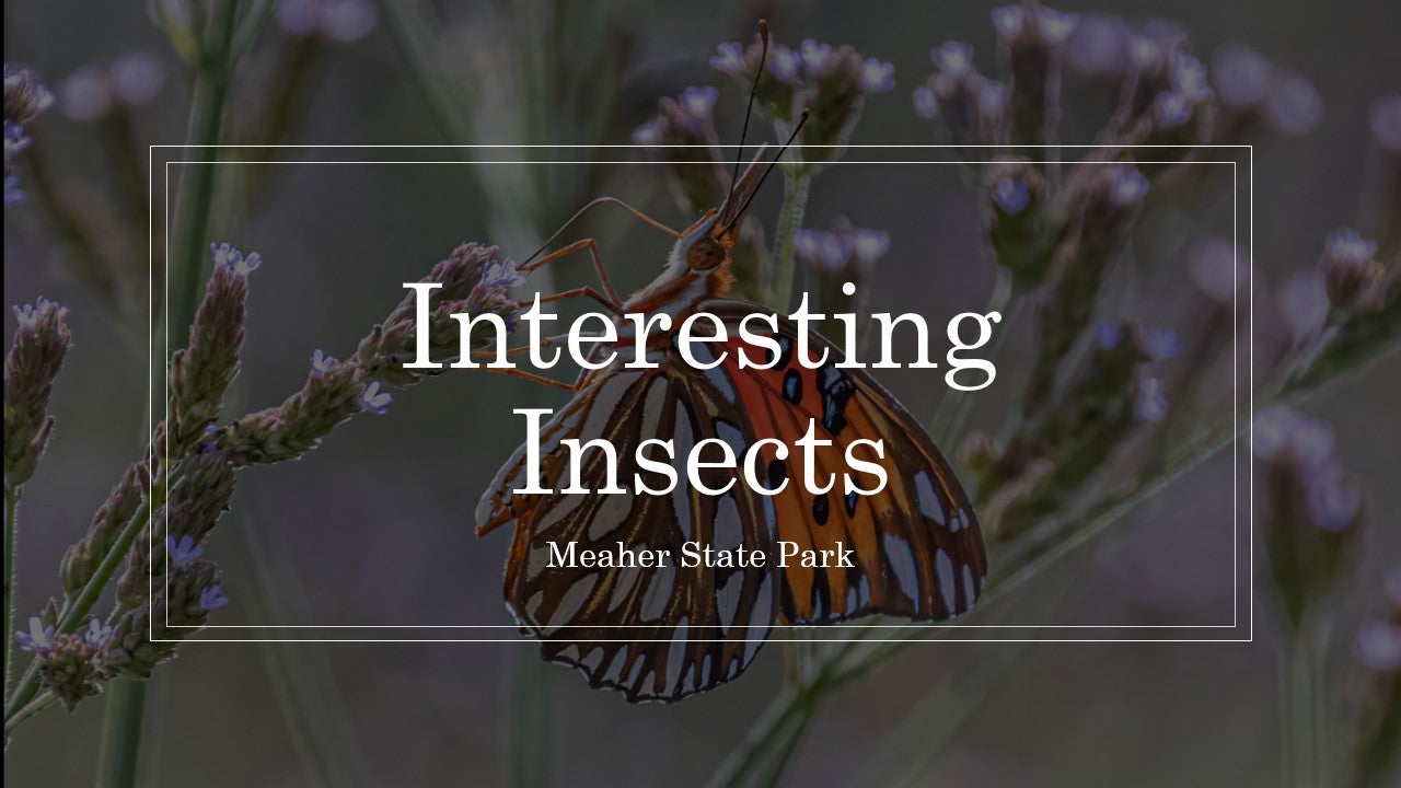Interesting Insects | Alapark