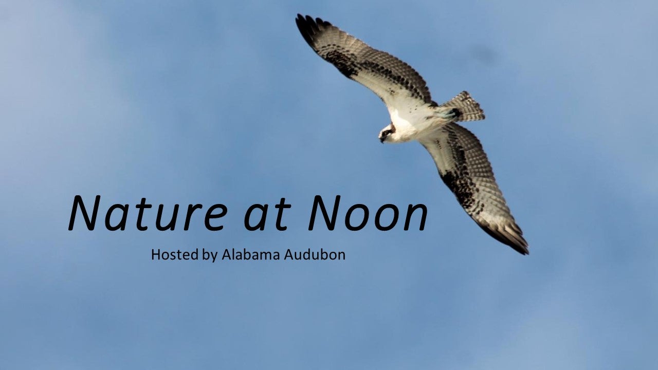 Nature At Noon with soaring Osprey