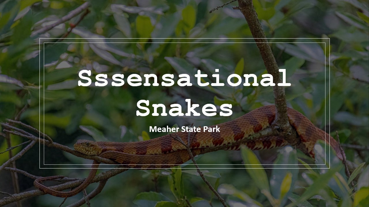 Sensational Snakes