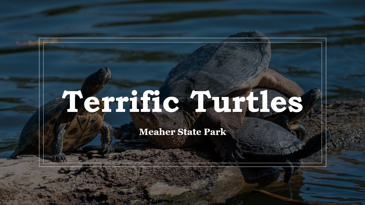 Terrific Turtles