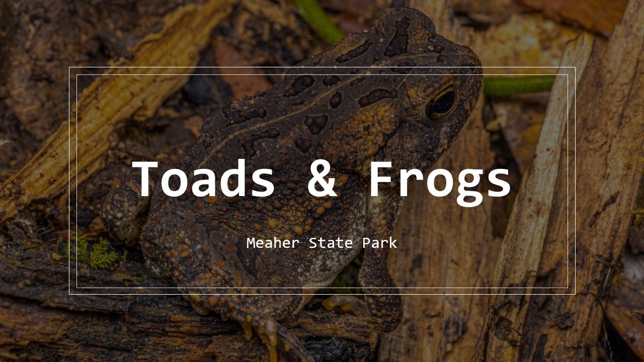 Toads and Frogs