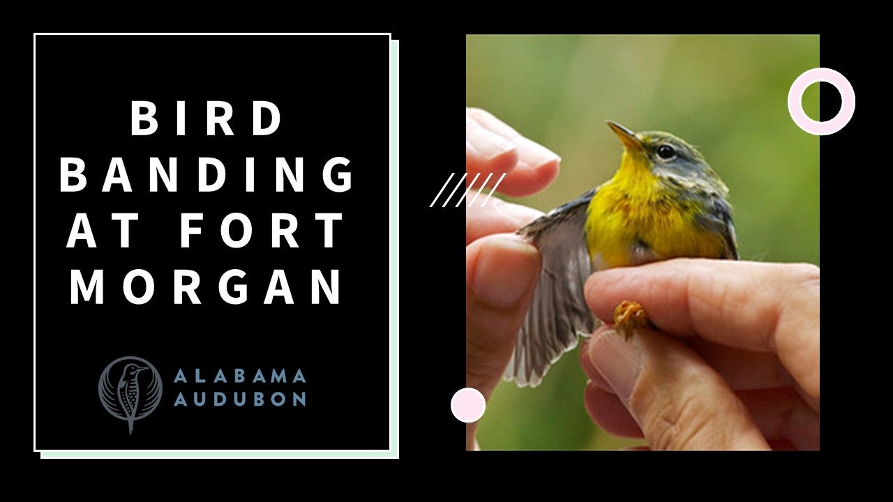 Bird banding at Fort Morgan
