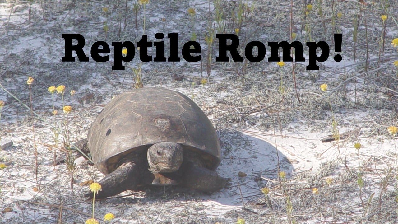 Tortoise walking Reptile Romp