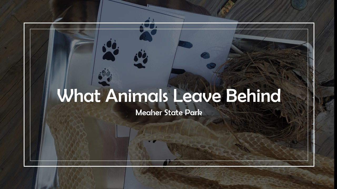 What Animals Leave Behind MSP