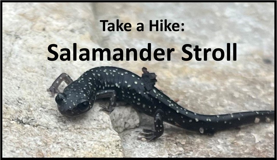 Take a Hike: Salamander Stroll