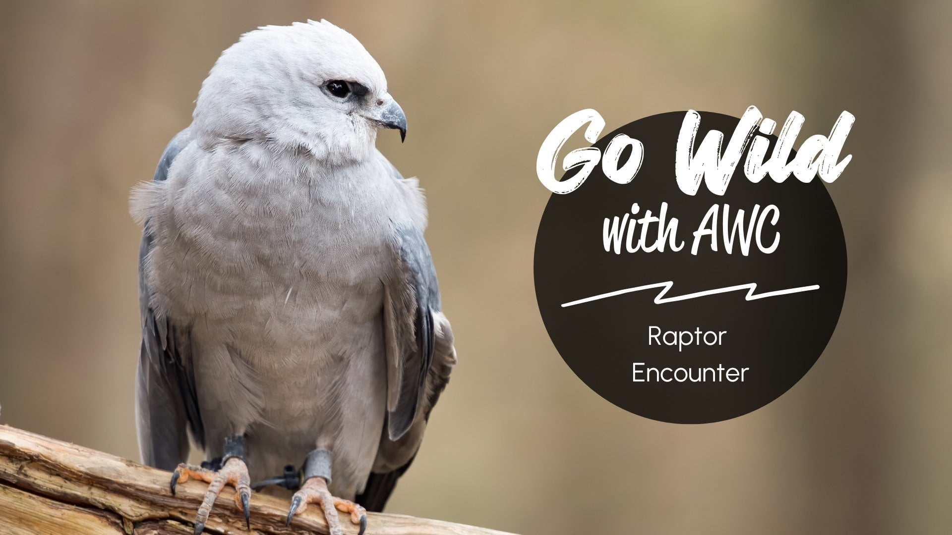 Go Wild with AWC Raptor 