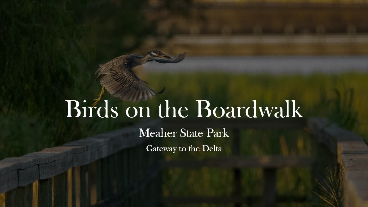 Birds on the Boardwalk MSP